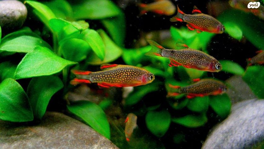 תמונת מודעה - חיות מחמד