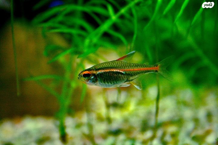 תמונת מודעה - חיות מחמד