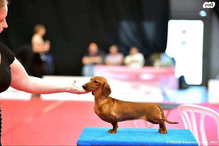 כלב תחש/דקל
