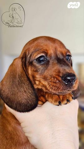 כלב תחש/דקל