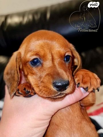 כלב תחש/דקל