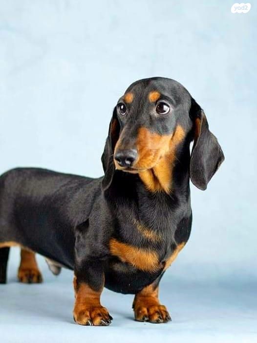 כלב תחש/דקל