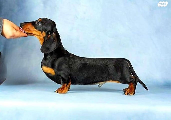 כלב תחש/דקל