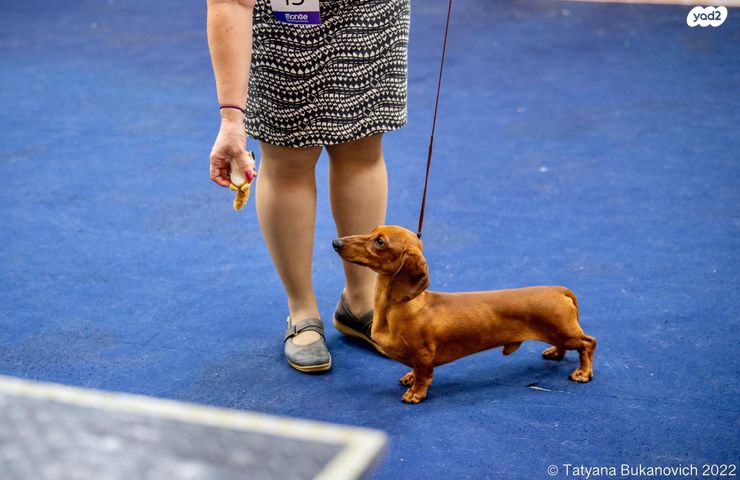 כלב תחש/דקל