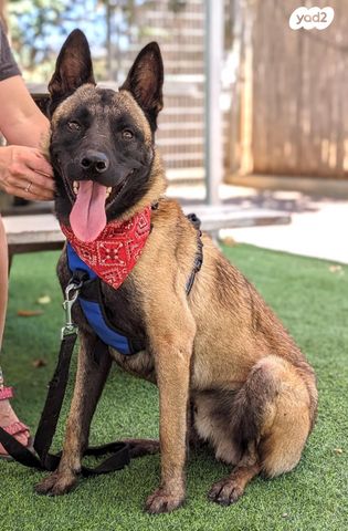 תמונת מודעה - חיות מחמד