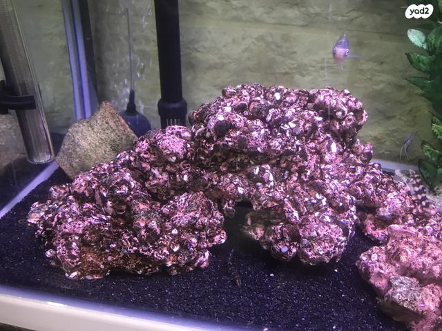 תמונת מודעה - חיות מחמד