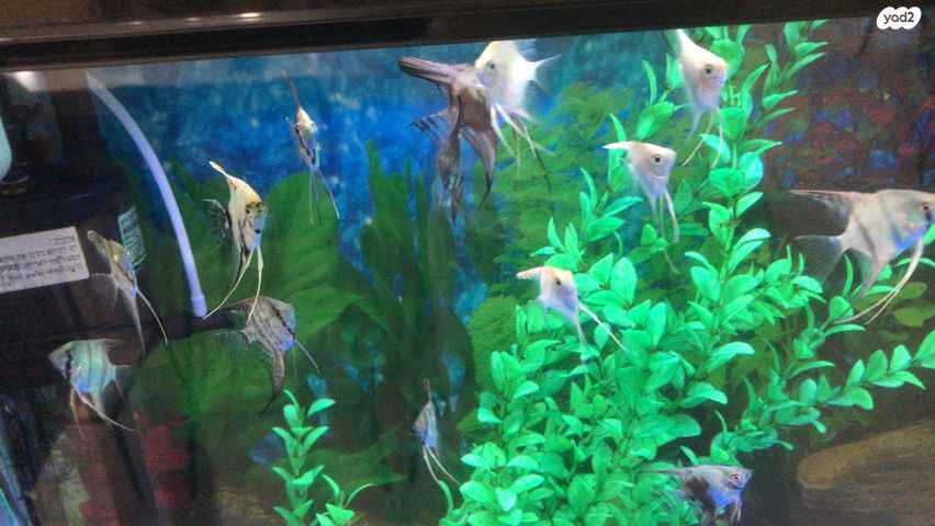 תמונת מודעה - חיות מחמד