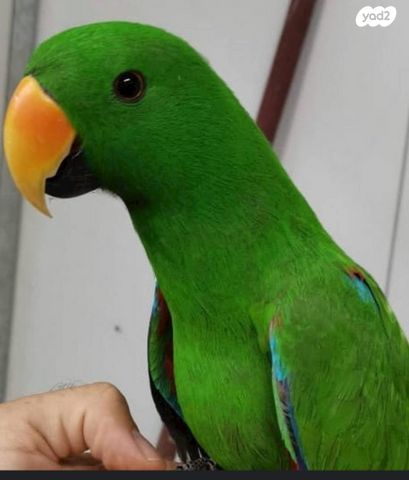 תמונת מודעה - חיות מחמד