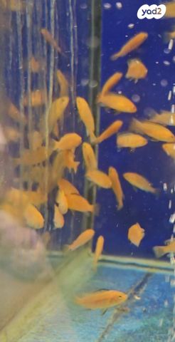 דג ציקלידים