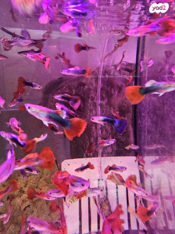 תמונת מודעה - חיות מחמד