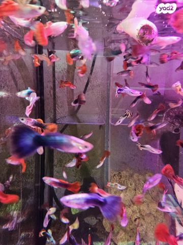 דג משריצי חיים