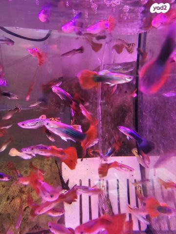 דג משריצי חיים