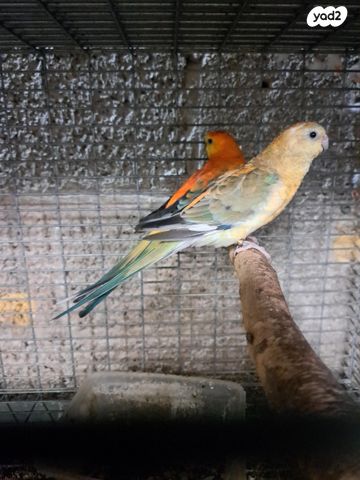 תמונת מודעה - חיות מחמד