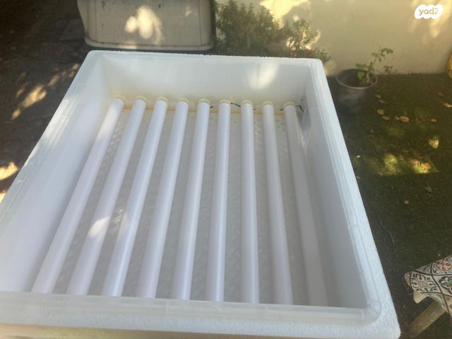 חיית משק בלאדי