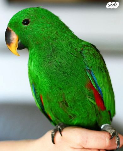 תמונת מודעה - חיות מחמד