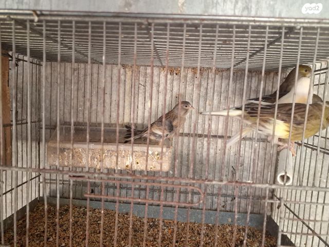 תמונת מודעה - חיות מחמד