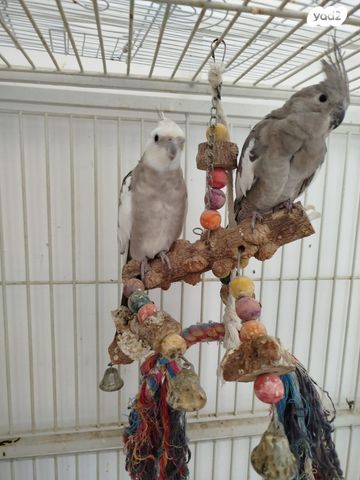 תמונת מודעה - חיות מחמד