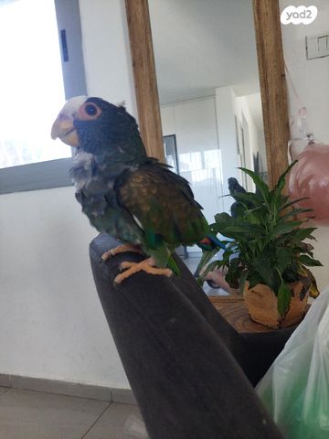 תוכי פיונוס