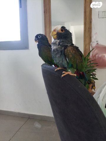 תוכי פיונוס