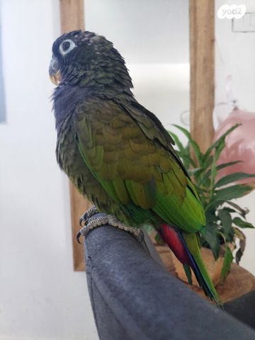 תוכי פיונוס