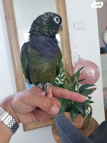 תוכי פיונוס