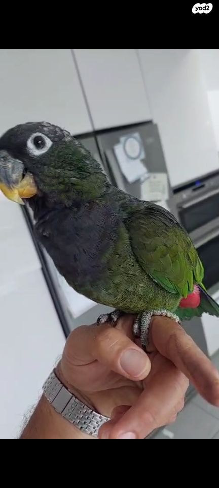 תמונת מודעה - חיות מחמד