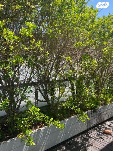 גג/ פנטהאוז, טולקובסקי, גני צהלה, רמות צהלה, תל אביב יפו