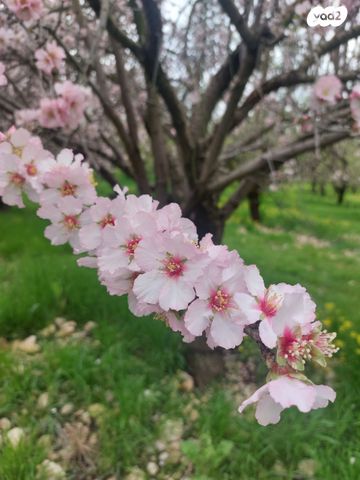 מבני תעשיה, מפעלי כנות