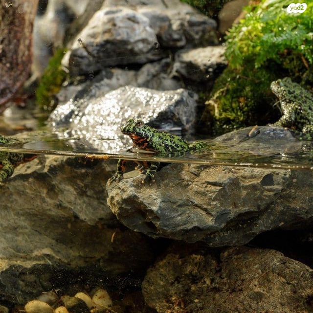 אביזרים | טרריום