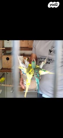 תמונת מודעה - חיות מחמד