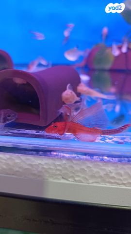 תמונת מודעה - חיות מחמד