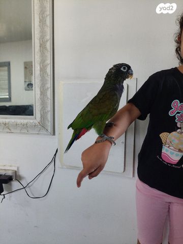 תוכי אקלקטוס