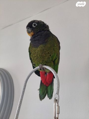 תוכי אקלקטוס