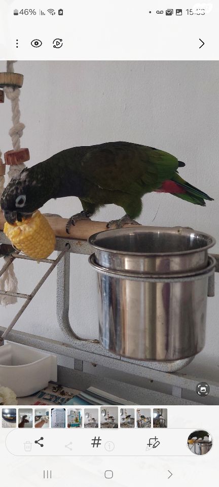 תוכי אקלקטוס