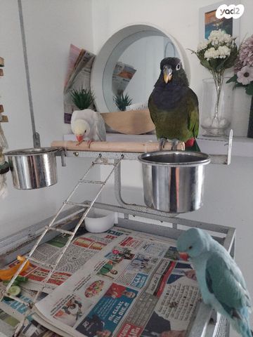 תוכי אקלקטוס