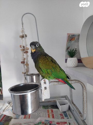 תוכי אקלקטוס