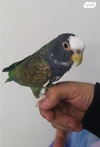 תוכי אקלקטוס