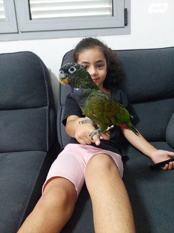 תוכי פיונוס