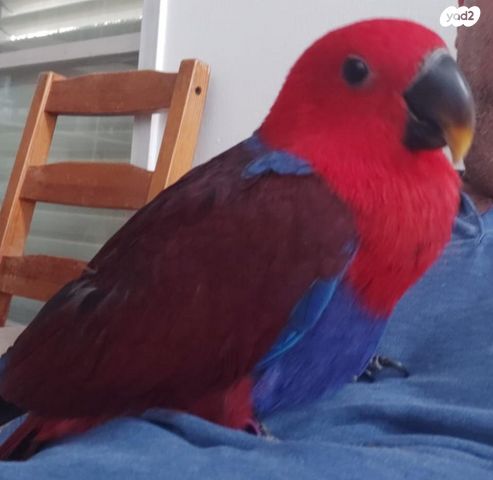 תמונת מודעה - חיות מחמד