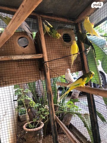 תמונת מודעה - חיות מחמד