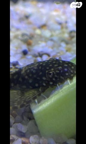 תמונת מודעה - חיות מחמד