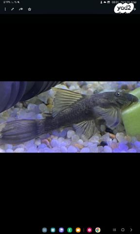 דג דגי חתול