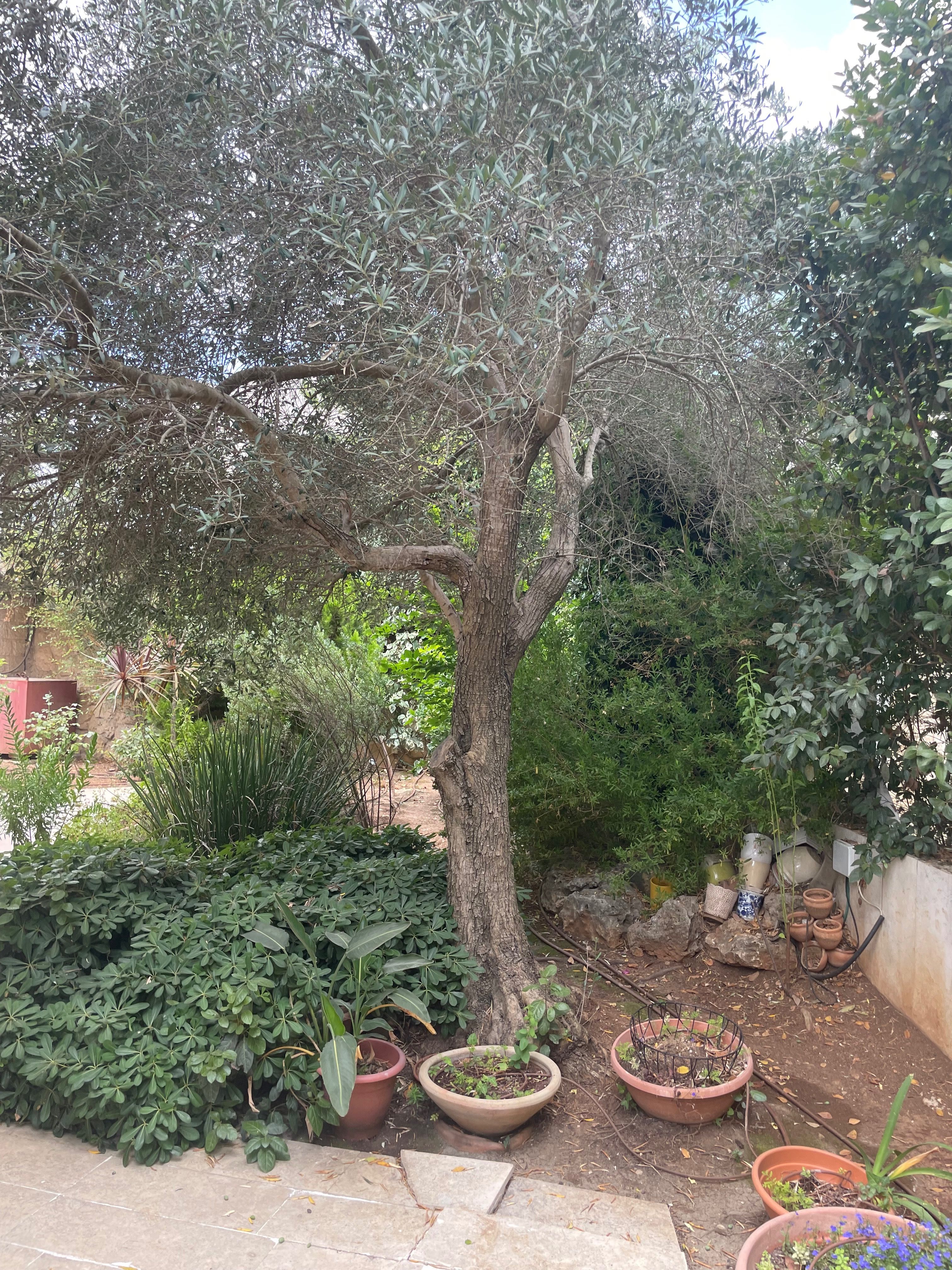 הזמיר 