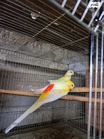 תוכי פרקיטים אוסטרלים