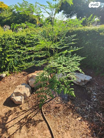 דו משפחתי, משעול האלה, קציר