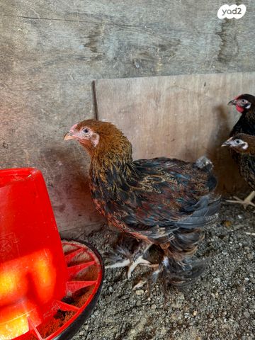 חיית משק מאראנס