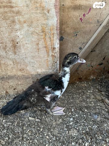 חיית משק ברהמה