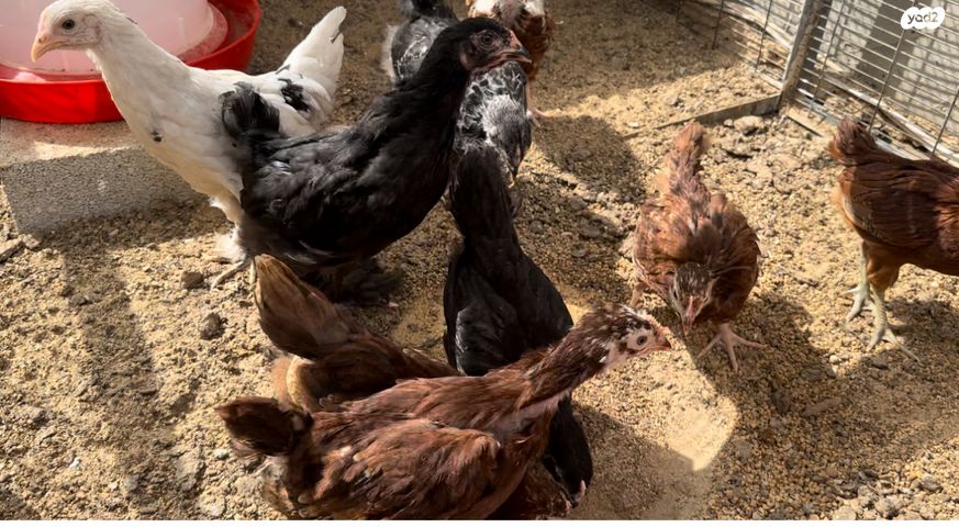 חיית משק פלימות רוק