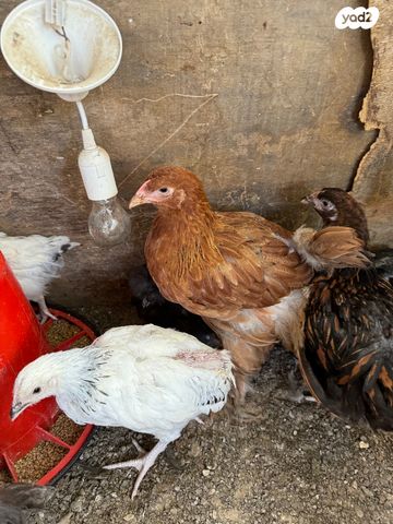 חיית משק מאראנס