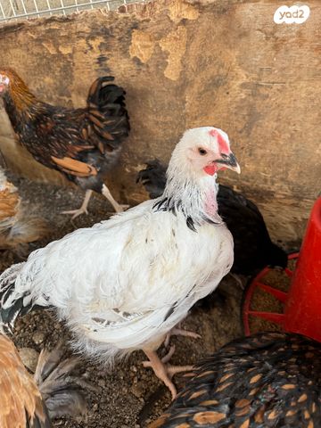 חיית משק מאראנס